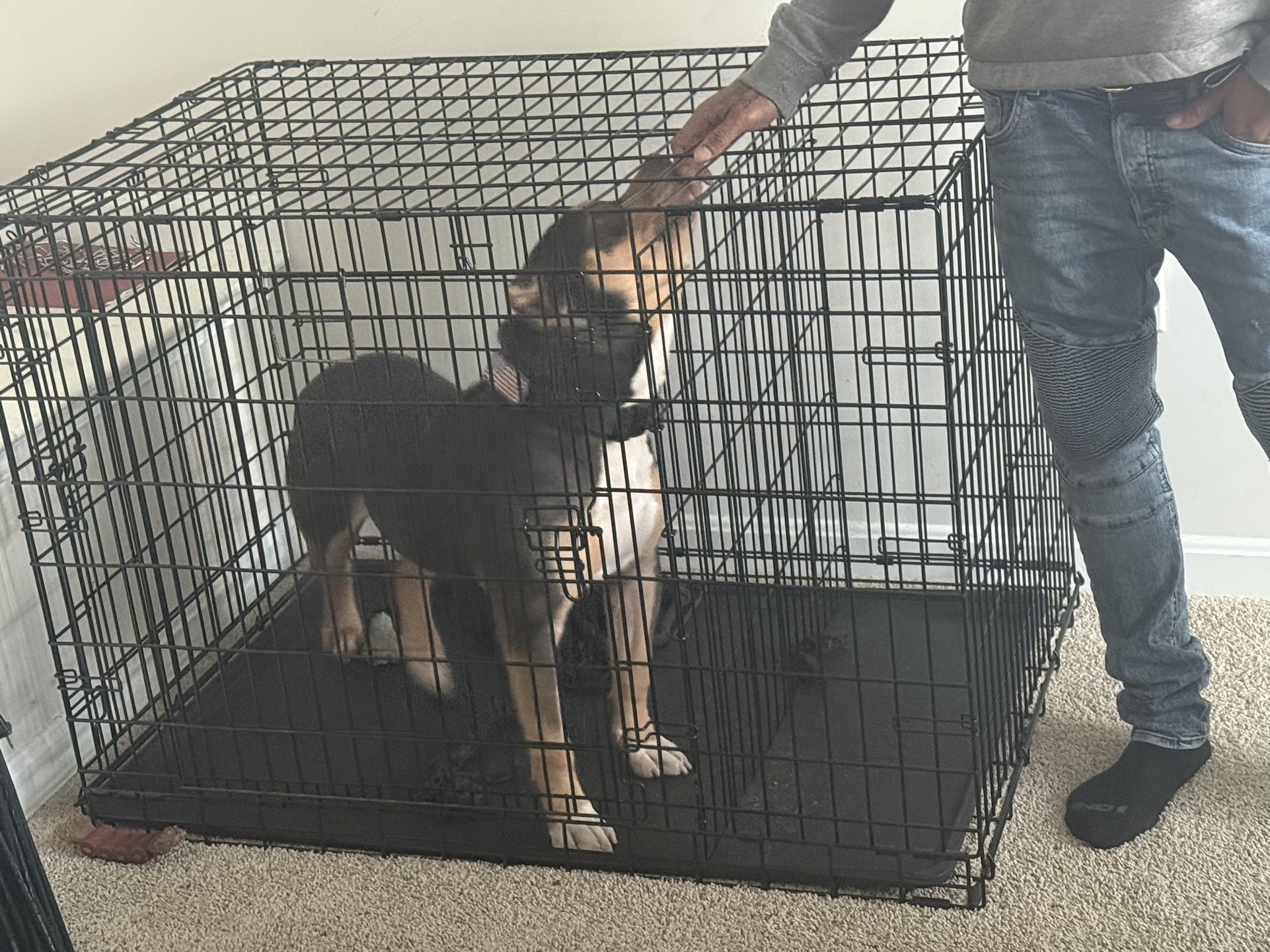 Large Dog Crate - 2 -door Folding