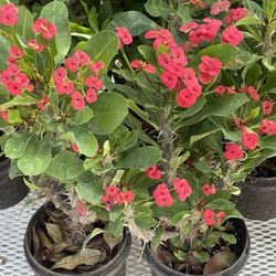 PLANTS SALE NOT FREE $5 UP TO $60