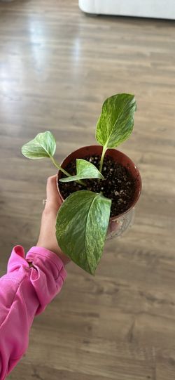 Golden pothos