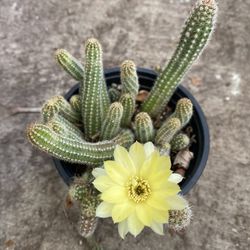 Peanut Cactus Blooming Yellow Flower Plant, In 4 Inch Pot Pick Up Only