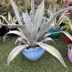 Blue Agave Plant With Large Pups 