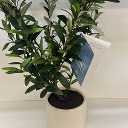 Faux 30” Olive Plant