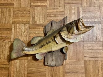 Vintage Taxidermy Largemouth Bass – Real Mounted Fish – Rustic Fishing Decor
