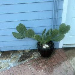 Nopal 