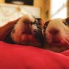 Guinea Pig