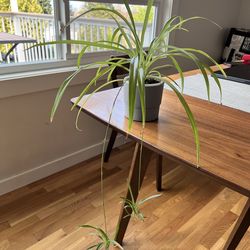 Beautiful Spider plant with babies