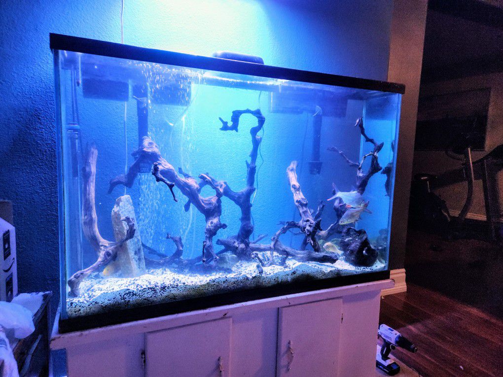 Aquarium 75 Gallon Tall Thin Display Fish Tank