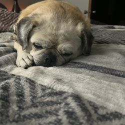 Solid Wood Dining Set