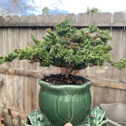Bonsai Japanese Garden Juniper $50 Each