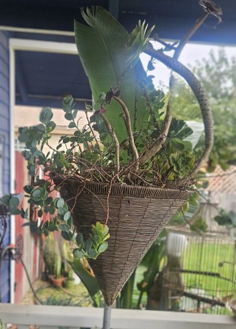 Big Cone Basket With Variety Of Succulents