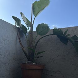 Large Birds of Paradise