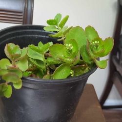 Kalanchoe Succulent Plant