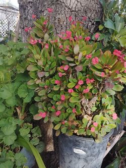 $30.  Planta Natural Corona De Espinas Flores Chica 