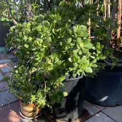 Plant For Sale
