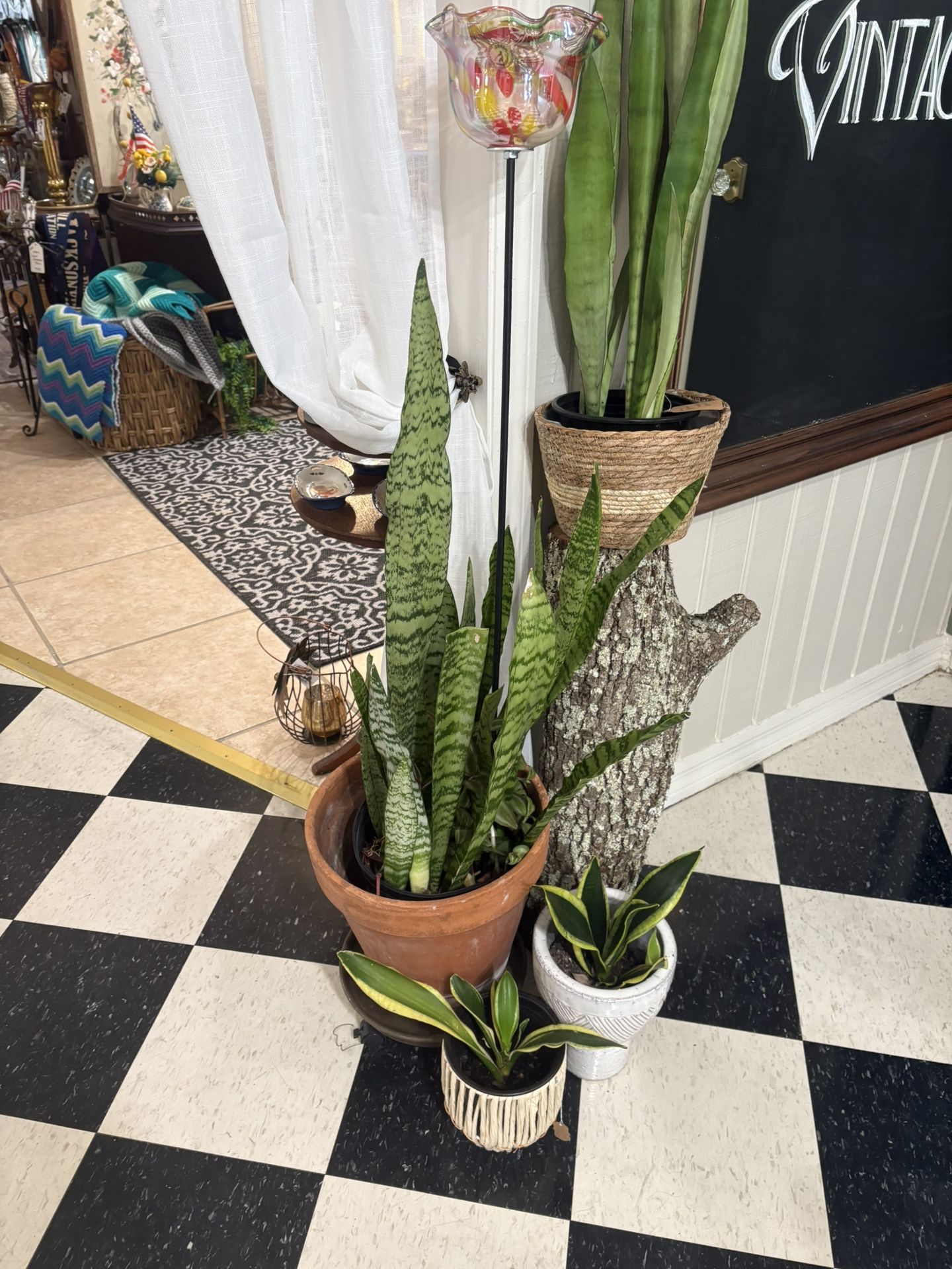 Snake Plants $12 🪴🪴