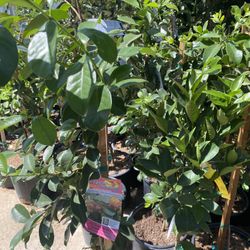 Fruit Trees 