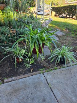 Spider plants.