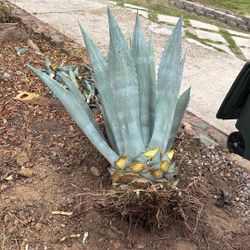 Blue Agave 3.5 Feet Tall