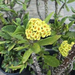 Crown Of Thorns, Blooming, 3 to 5gl.pot