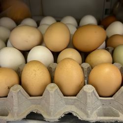 Eggs And Plants For Sale 