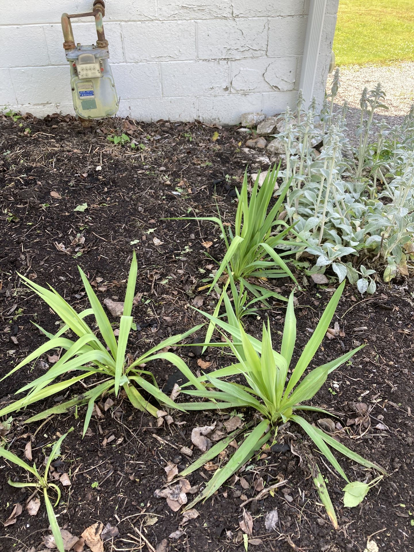 Perennials Lambs Ears/Japanese Grass/Yucca
