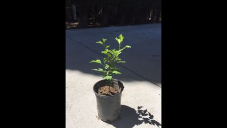 Rosa de saron three to 4 inch tree