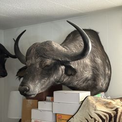 African Wall Mounted Trophies