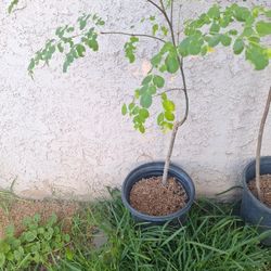 Planta De Moringa