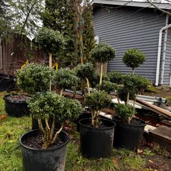 Pinus Sylvestris Poodle Scotch Pine 