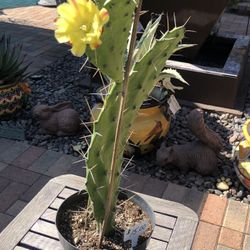 Variegated Sunburst Opuntia Cactus Plant Blooming