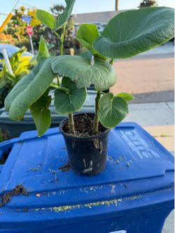 Yerba Santa