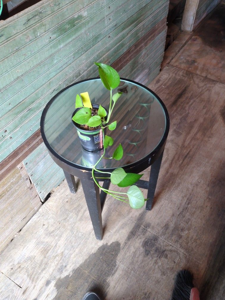 Epipremnum Jessinia