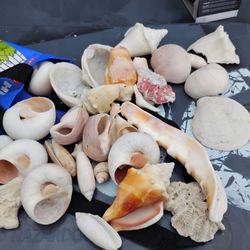 Seashells