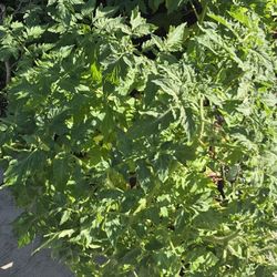 Tomato Plant