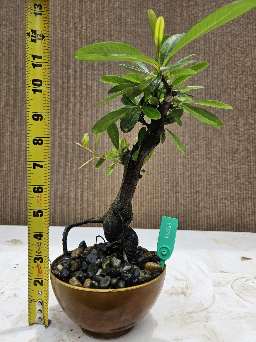 Old Pyracantha Bonsai Tree