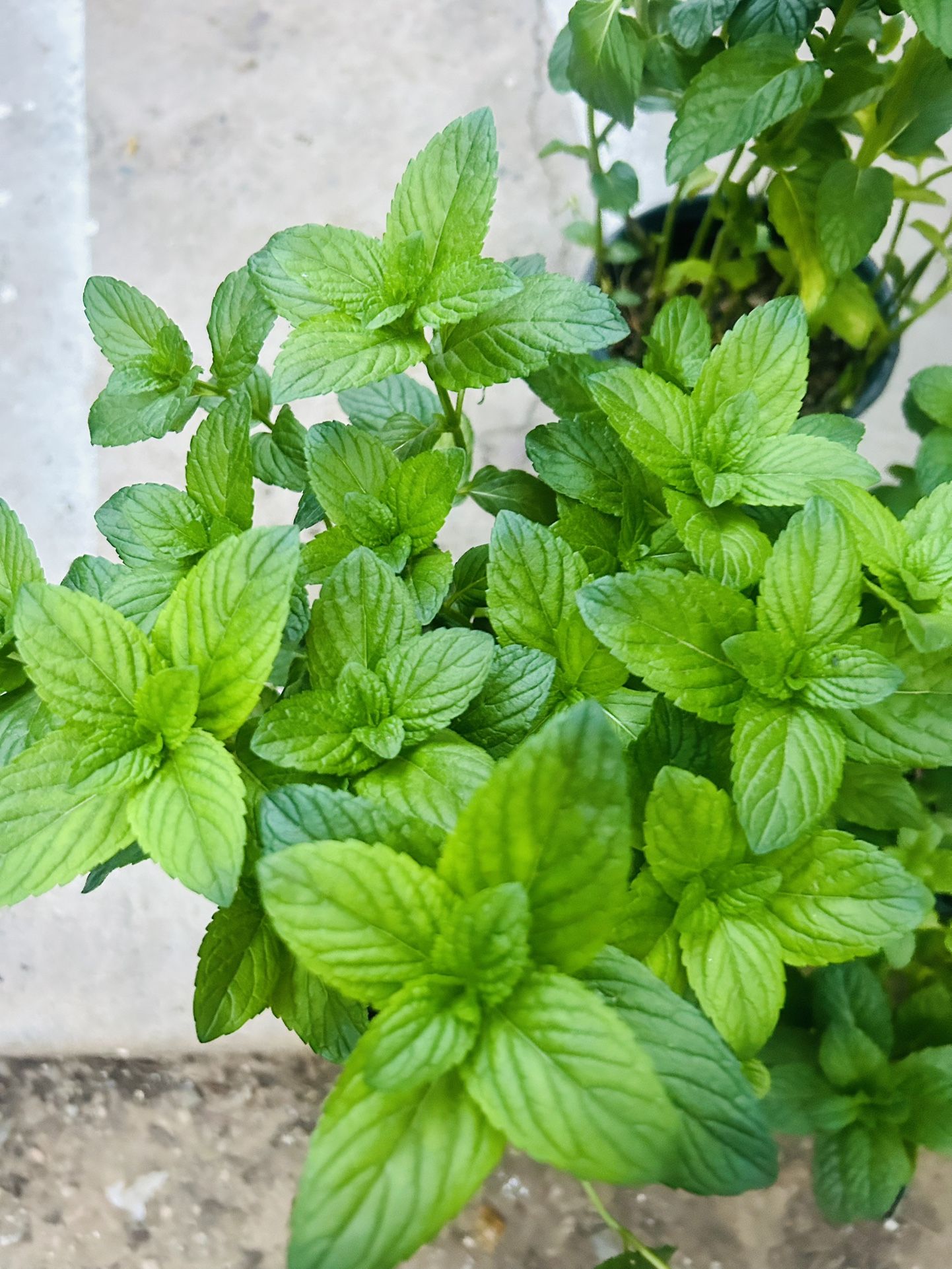 Yerbabuena 10 Each Mint Plan 10 Each