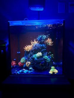 Saltwater Aquarium