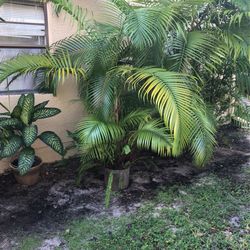 Beautiful Palm Tree