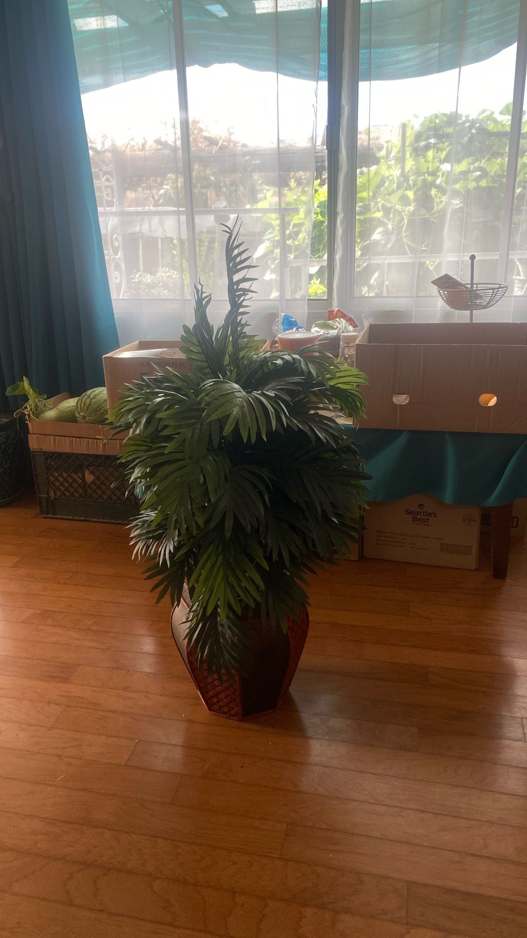 Plastic Plant.  Cash Pick Up $5