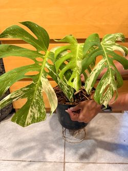 Monstera Albo - 3 Leaves