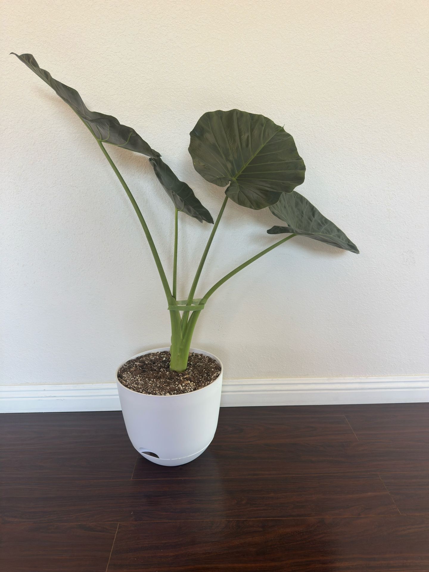 Alocasia Plants