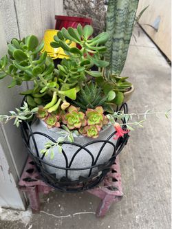 Potted succulent