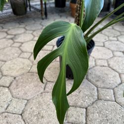 Monstera Burle Marx Flame - Rare Tropical Houseplant - 1 gal pot 