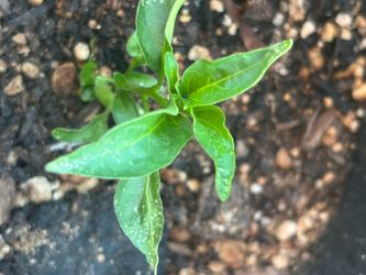 Thai chili