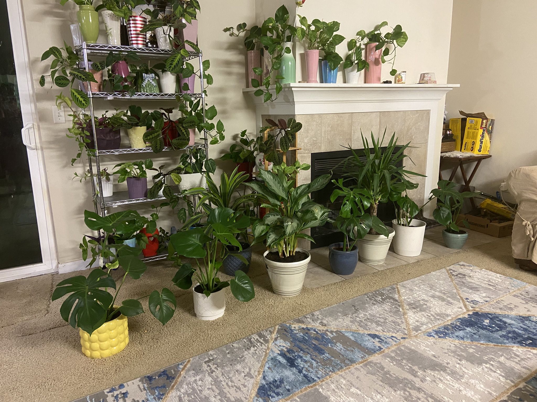 Indoor Plants Sale 15% OFF