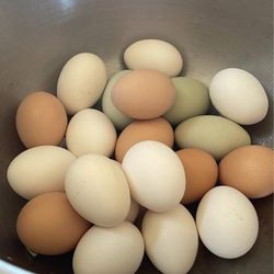Nest Run Chicken Eggs