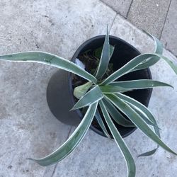 Planta de Agave Americano