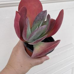 Beautiful Flapjack Plant 