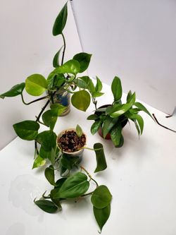 Plants Bundle