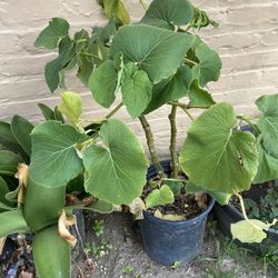 Yerba Santa 
